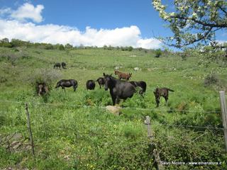 rrente Saracena-26-04-2014 17-14-15